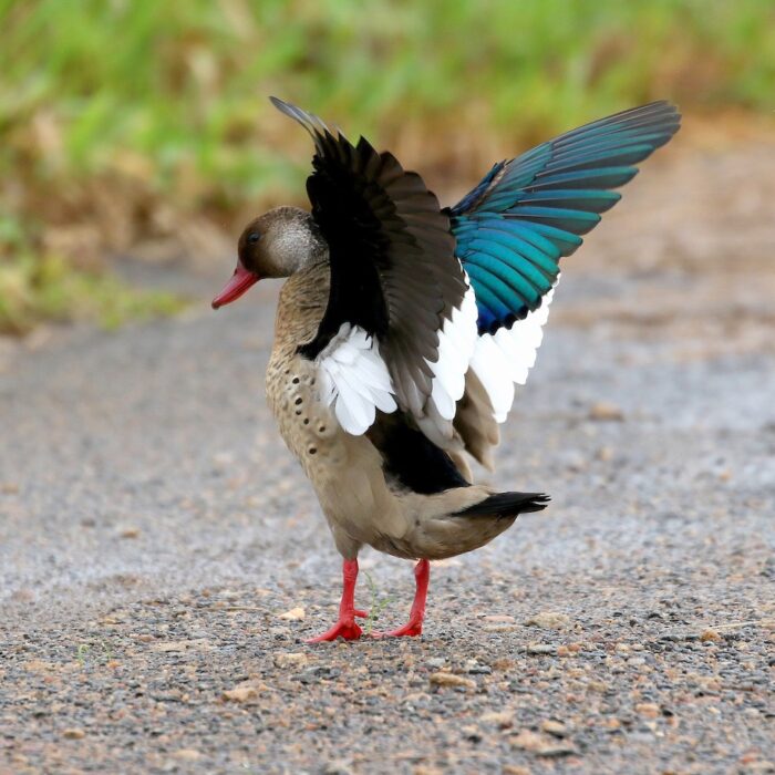 Brazilian-teal-duck-3.jpg