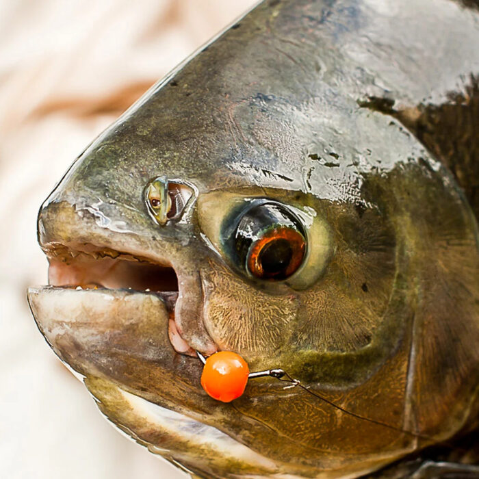 Pacu-1.jpg