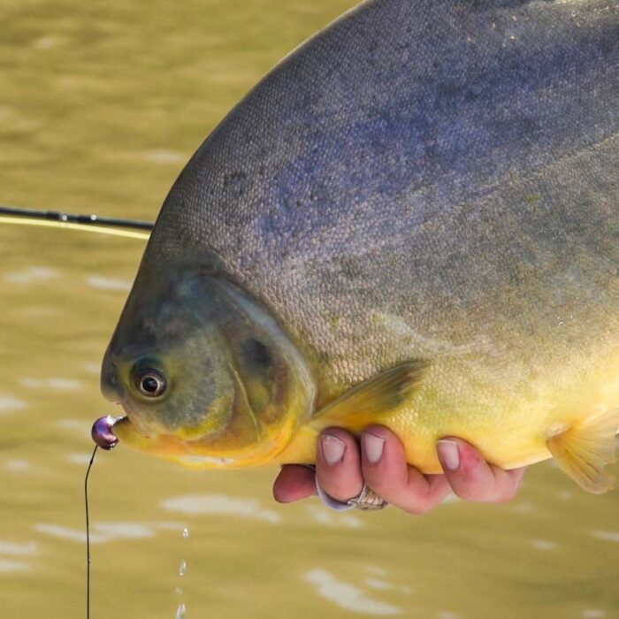 Pacu-2.jpg