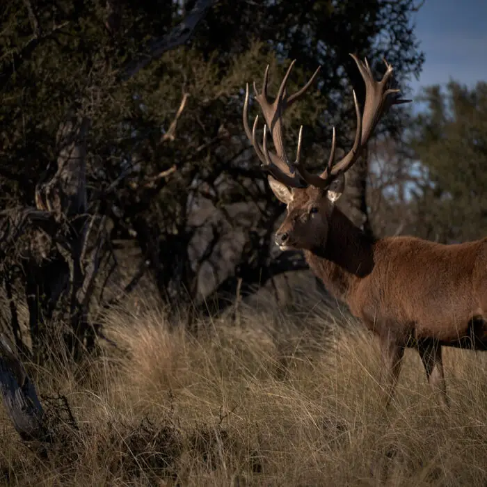 Red-Stag-1.jpg