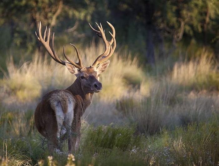 Red-Stag-3.png