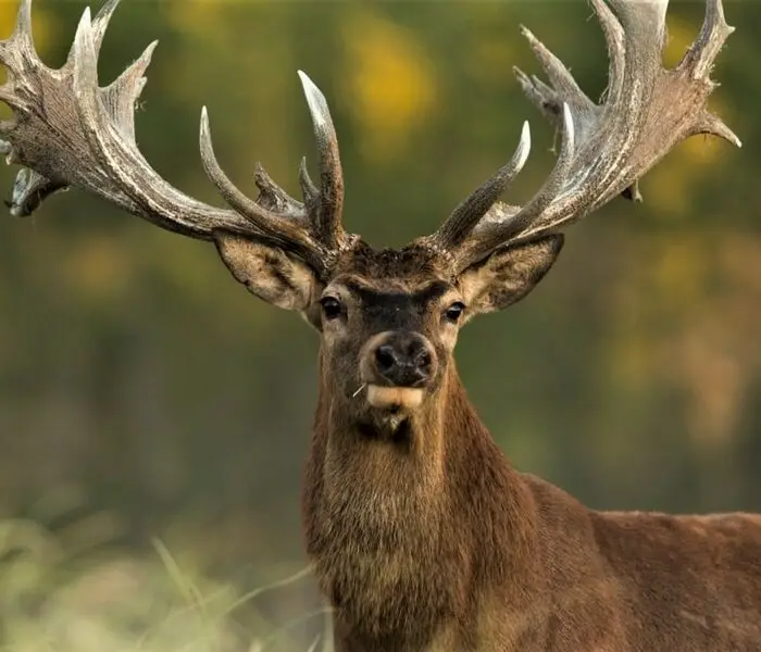 Red-stag-5.jpg