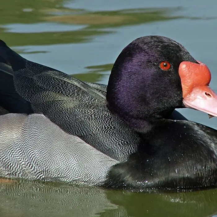 Rosbill-duck-3-1.jpg