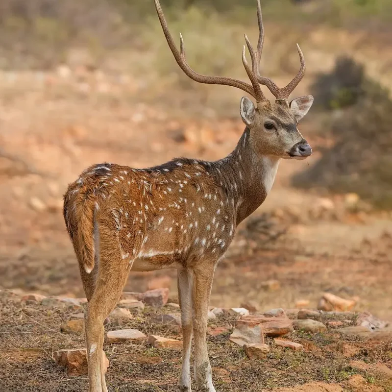 Axis-Deer-3.jpg