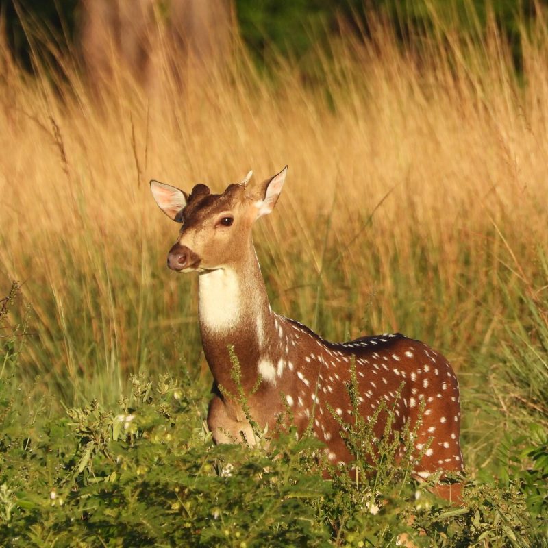 Axis-Deer-4.jpeg