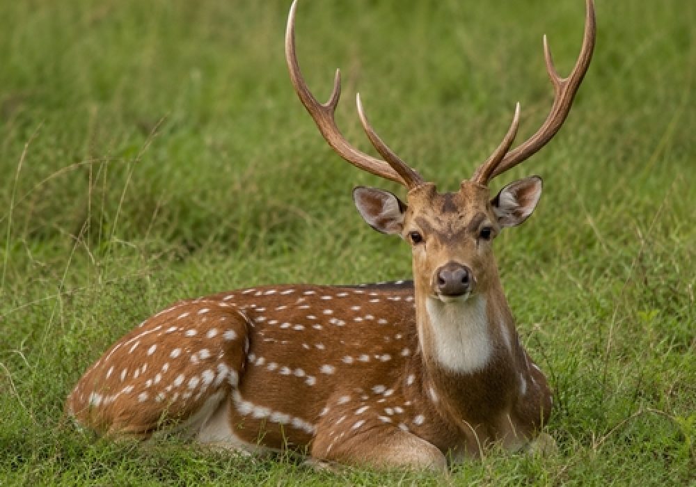 Axis-Deer.jpg