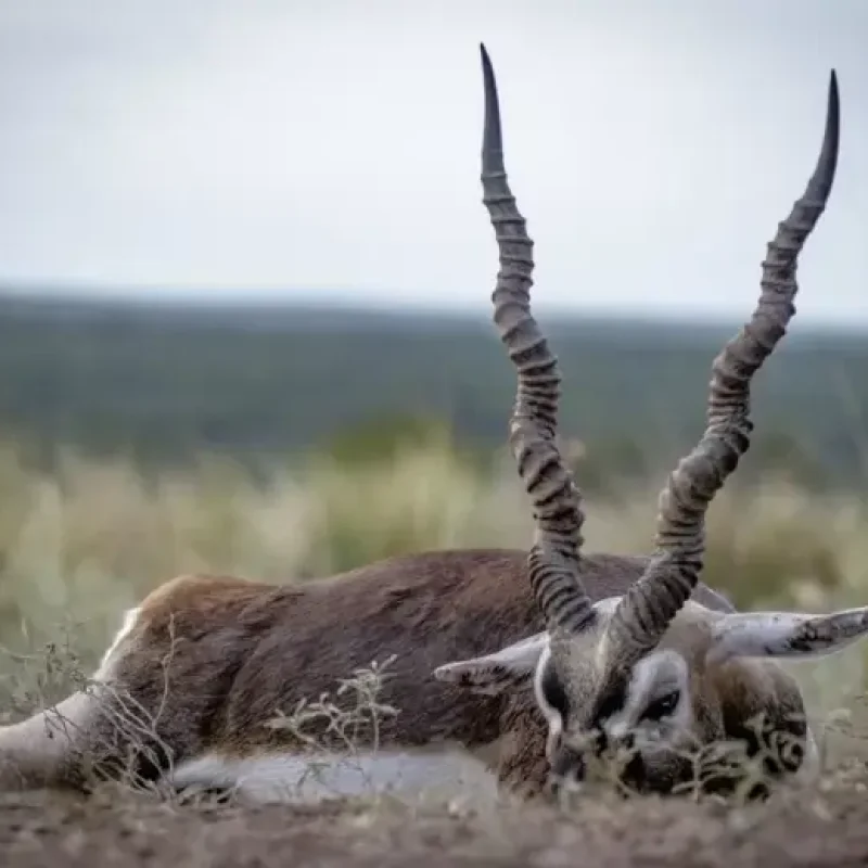 BLACKBUCK-ANTELOPE.webp