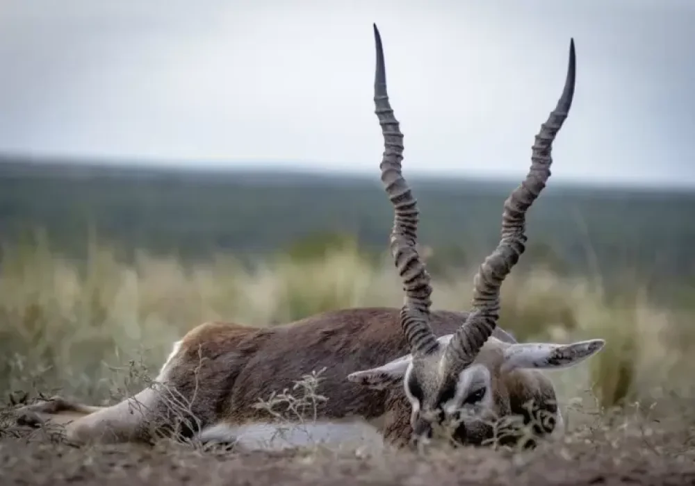 BLACKBUCK-ANTELOPE.webp