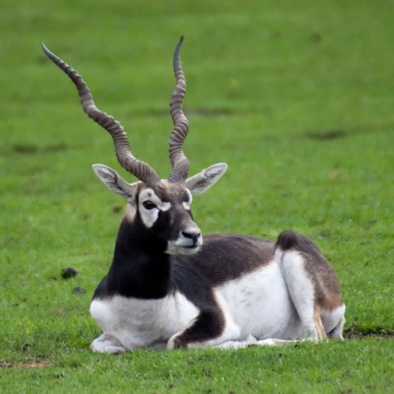 Blackbuck-Antelope-2.jpg