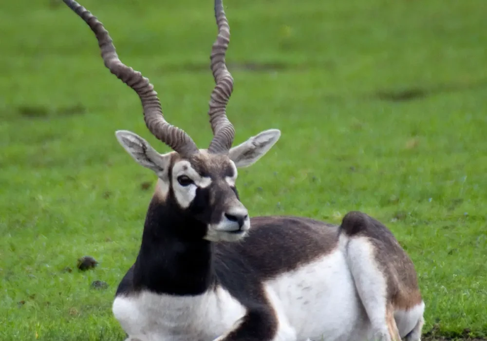 Blackbuck-Antelope-2.jpg