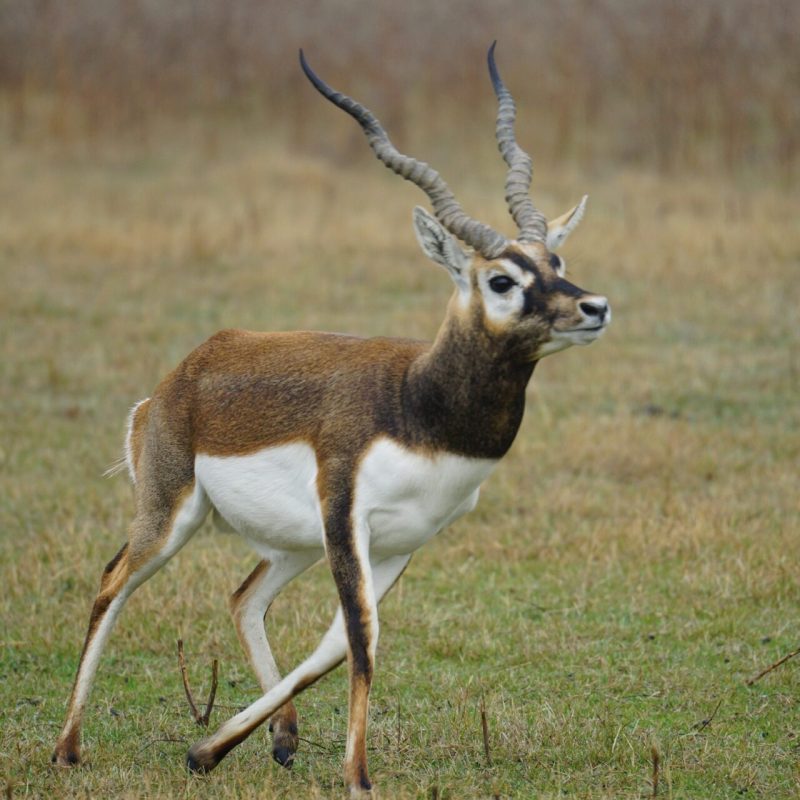 Blackbuck-Antelope-3.jpeg