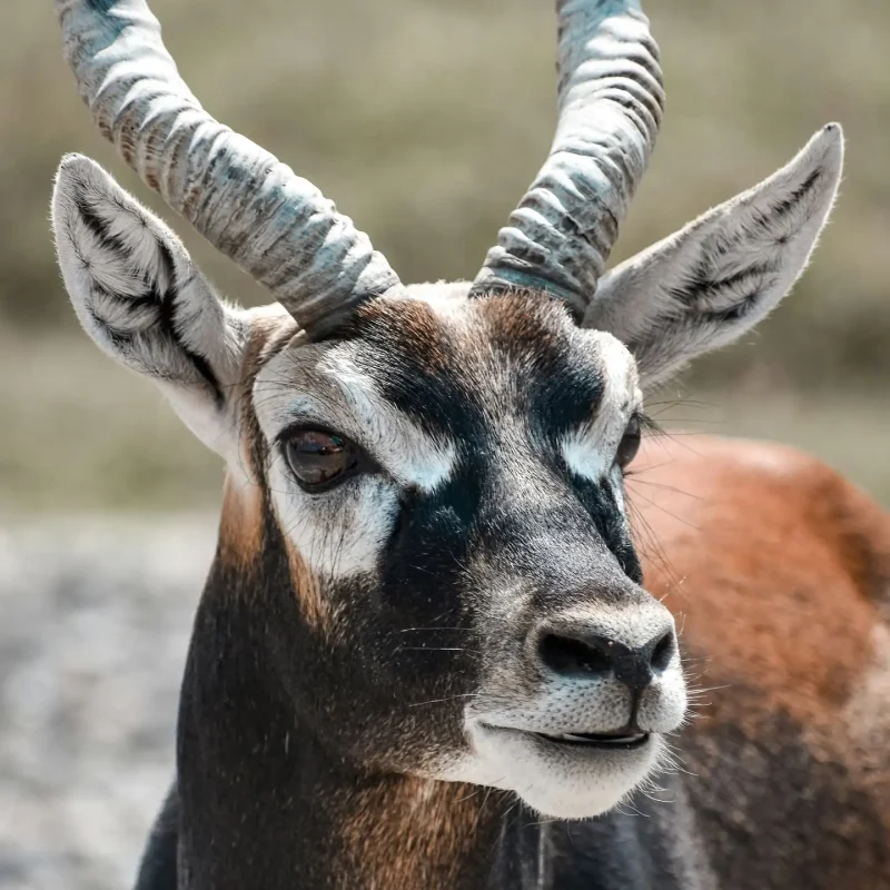 Blackbuck-Antelope-4.jpg
