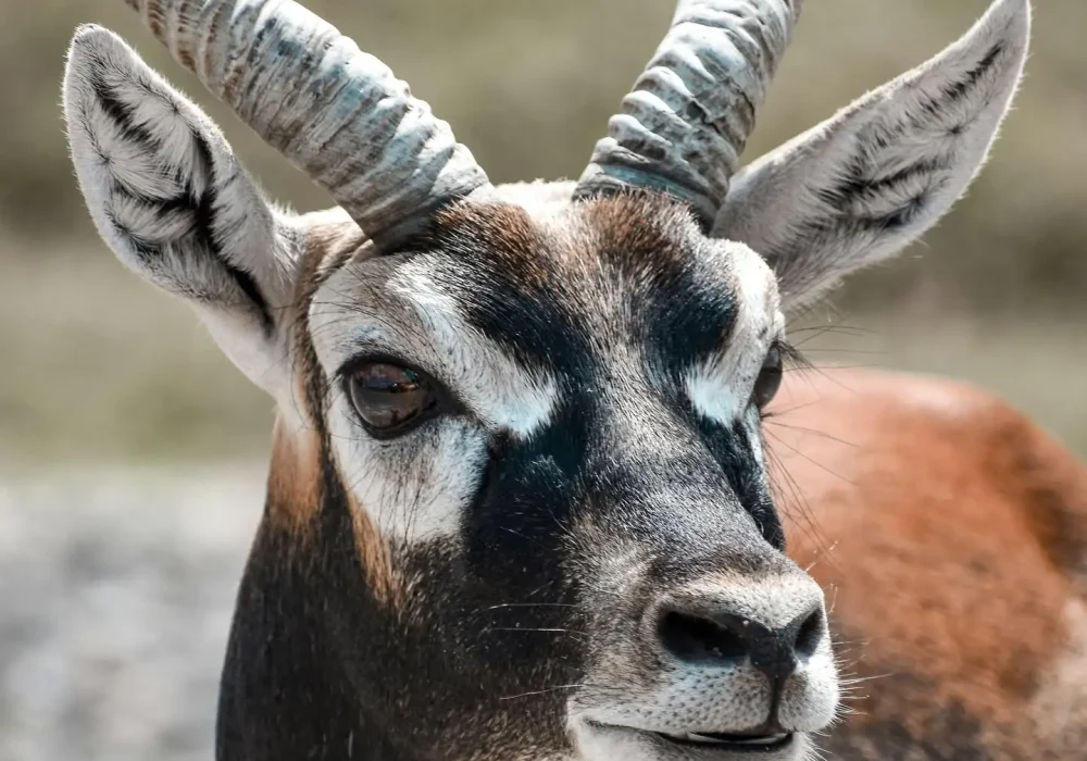 Blackbuck-Antelope-4.jpg