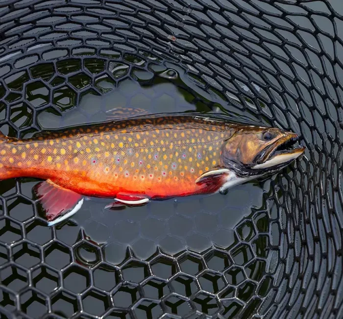 Brook-Trout-1.jpg