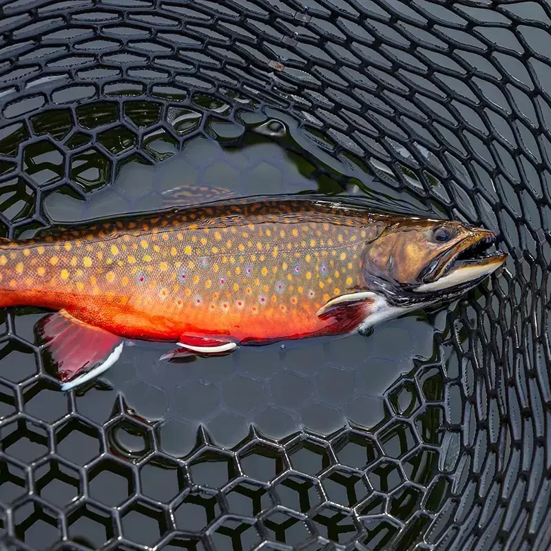 Brook-Trout-1.jpg