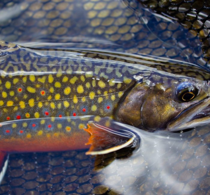 Brook-Trout-2.jpeg