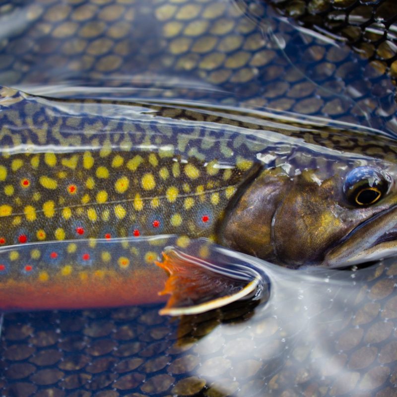 Brook-Trout-2.jpeg