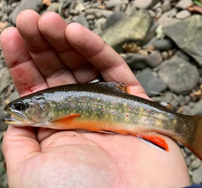 Brook-Trout-3.jpg