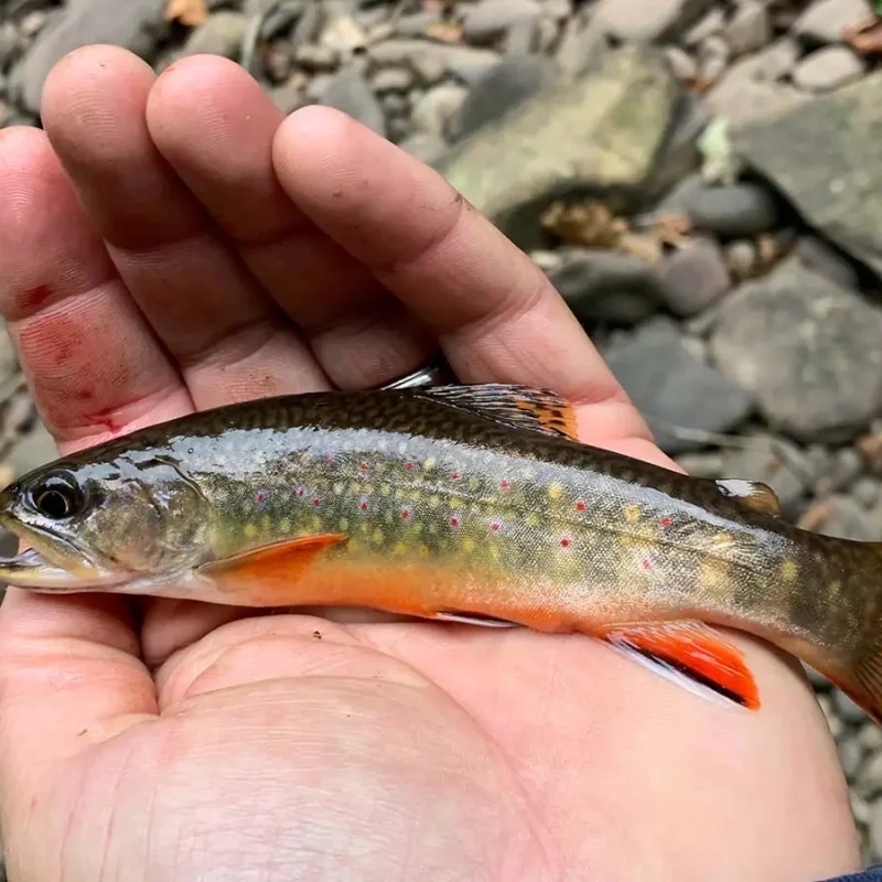 Brook-Trout-3.jpg