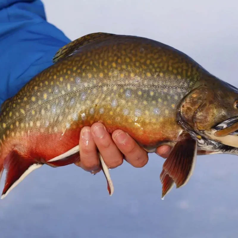 Brook-Trout-4.jpg
