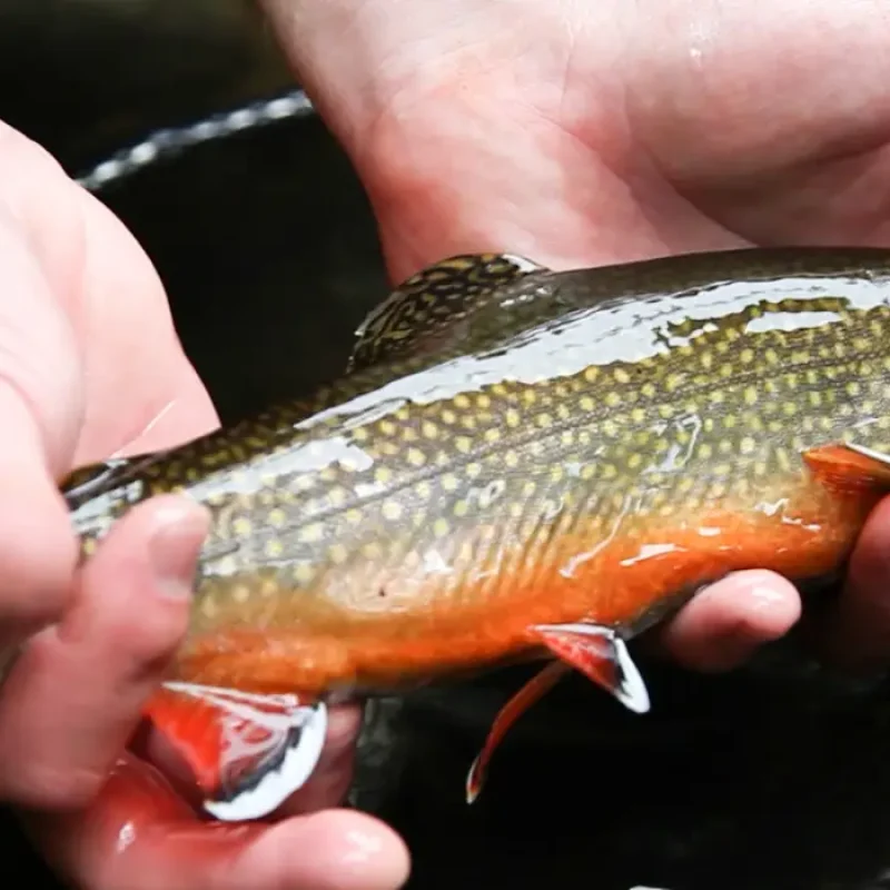 Brook-Trout-5.jpg