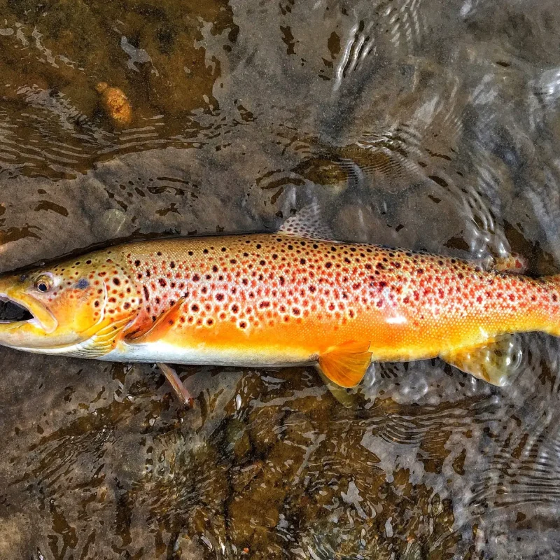 Brown-Trout-1.jpeg