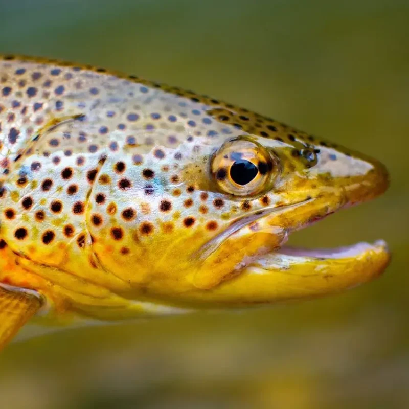 Brown-Trout-2-e1782996994806.jpg