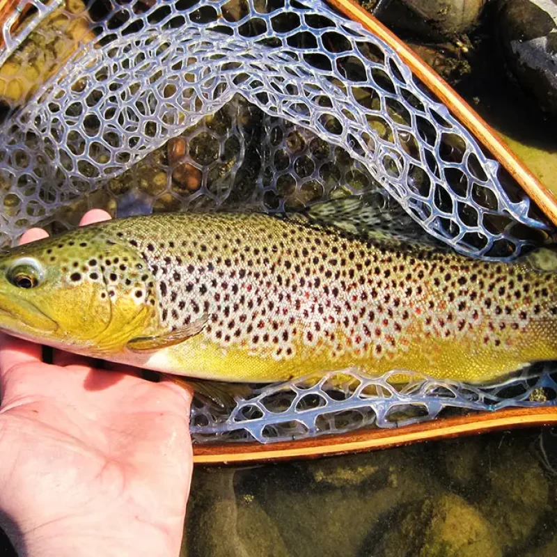 Brown-Trout-4.jpg