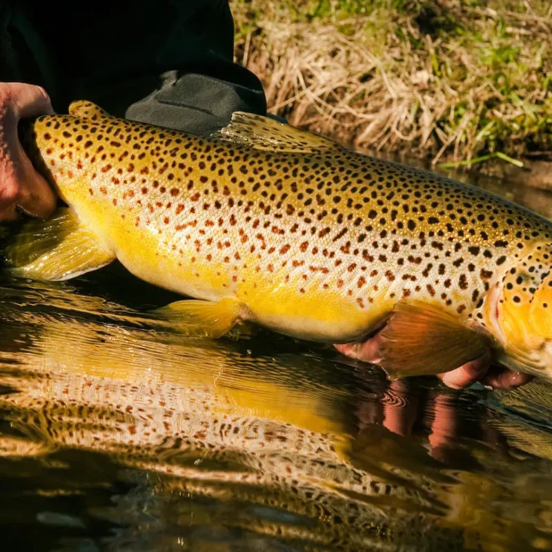 Brown-Trout-5.jpg