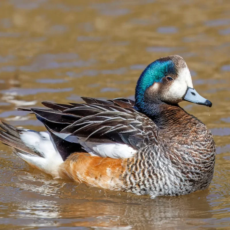 Chiloe-wigeon-duck-2-1-scaled.jpg