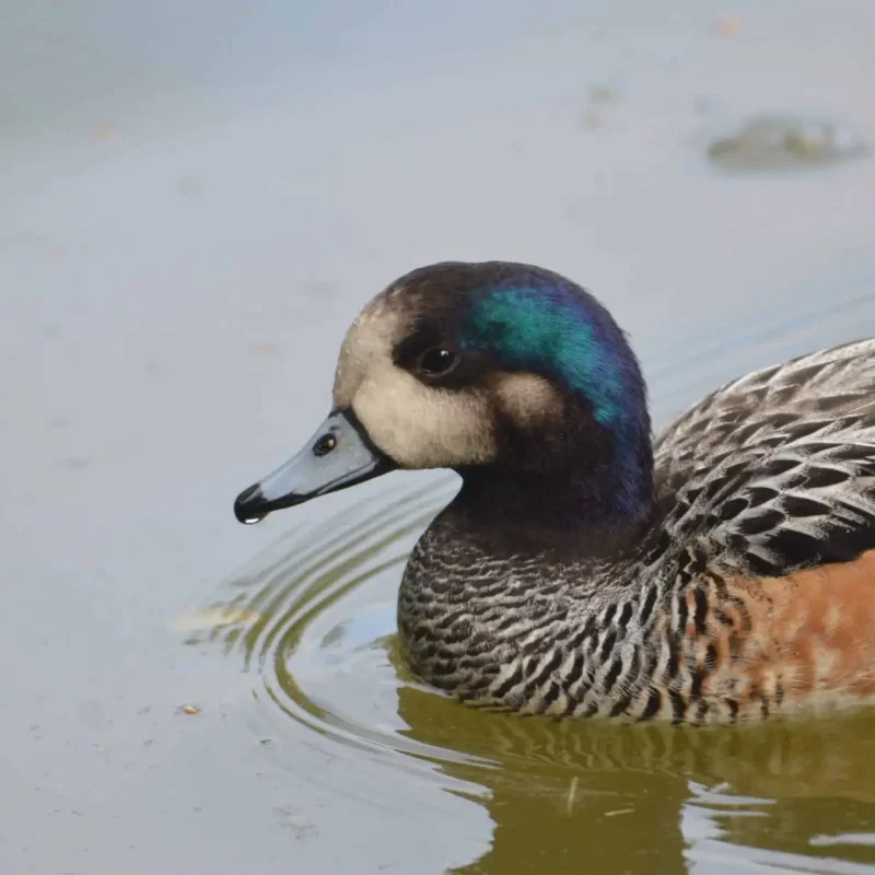Chiloe-wigeon-duck-5-1.jpg