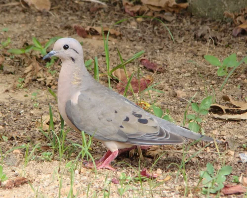Eared-Dove-2.jpg