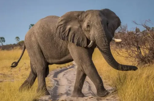 Elephant.webp