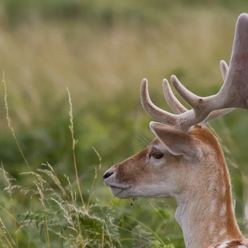 Fallow-Deer-4.jpg
