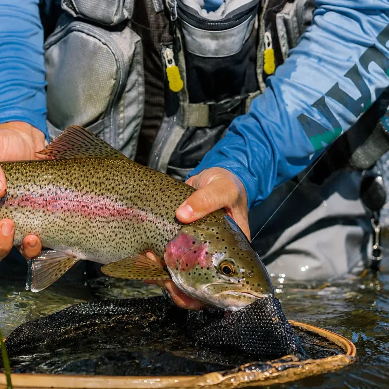 Fish-1.jpg