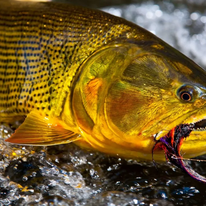 Golden-Dorado-2.jpg