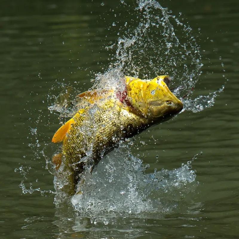 Golden-Dorado-5.jpg