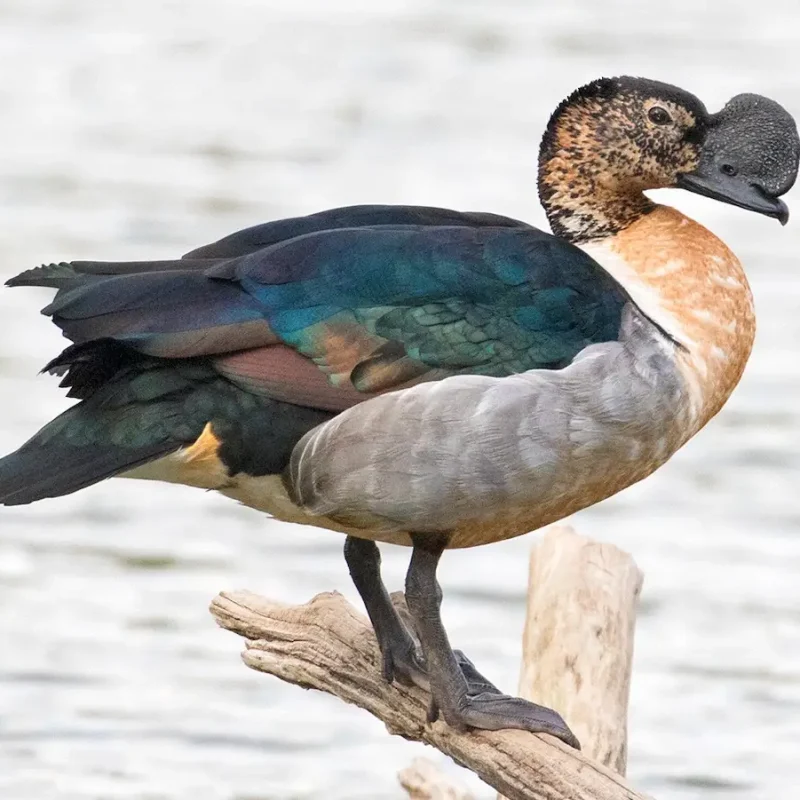 Knob-Billed-duck-3-1.jpg