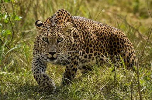 LEOPARD.jpg