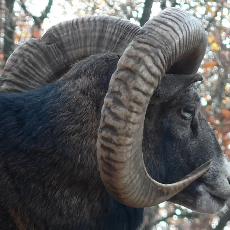 Mouflon-3.jpg