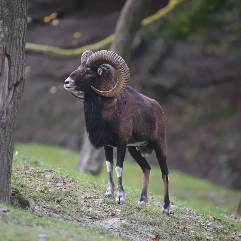 Mouflon-5.jpg