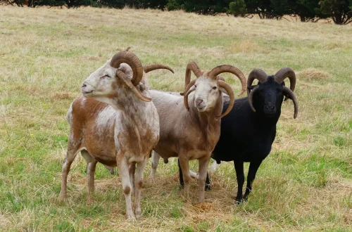 Multi-horned-ram-5.jpg