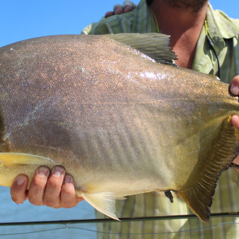 Pacu-4-scaled.jpg