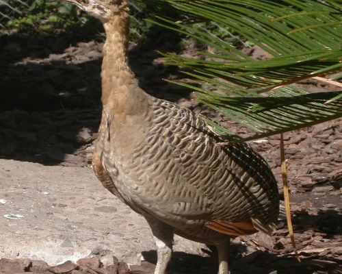 Perdiz-Calopphesus-3.jpg