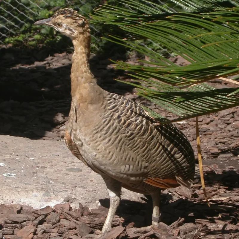 Perdiz-Calopphesus-3.jpg