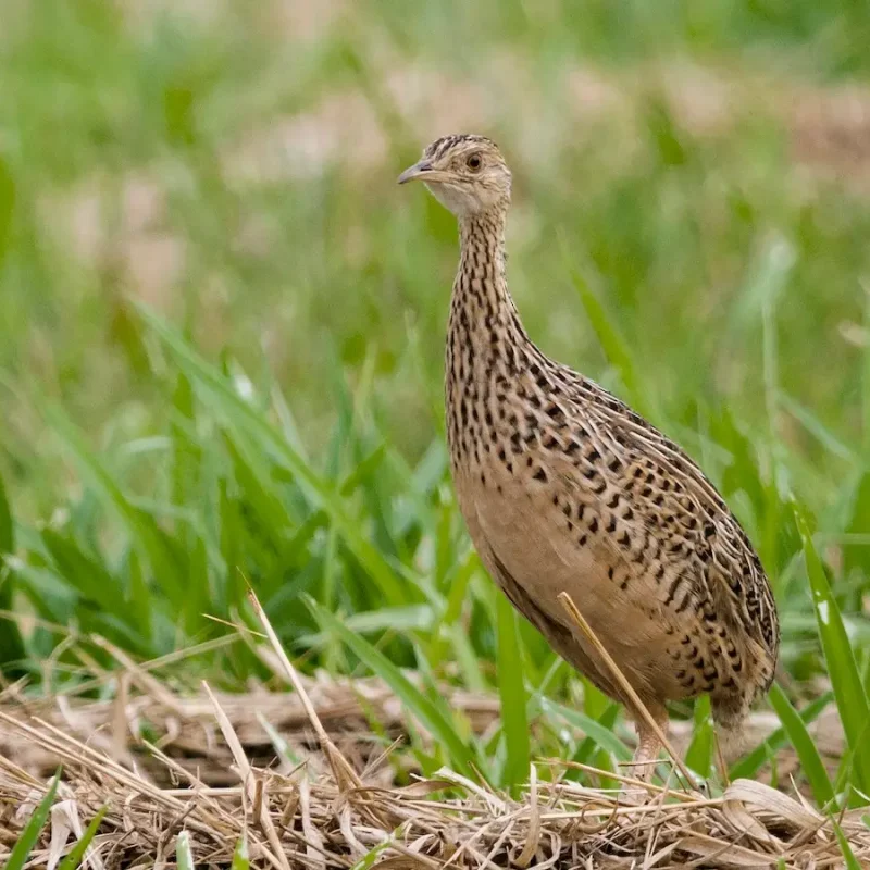 Perdiz-Nothura-Maculosa-3.jpg
