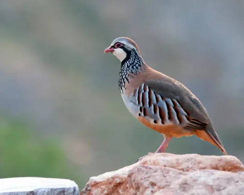 Perdiz-Roja-2.jpg