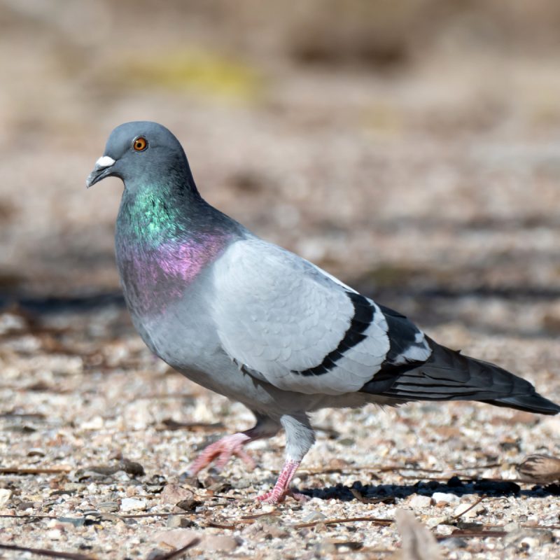 Pigeon-3.jpg