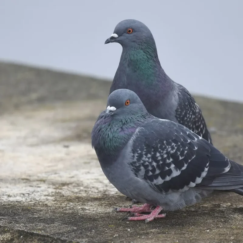 Pigeon-4.jpg