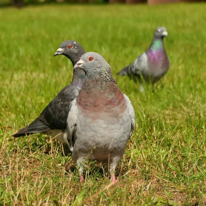 Pigeon-5-scaled.jpg